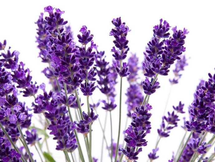 Composição do creme Varicone lavanda angustifolia